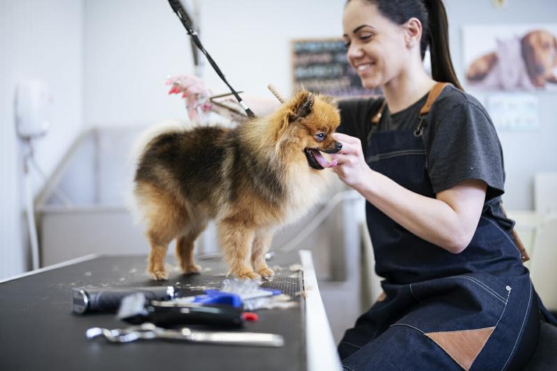 Dog Groomers advertising campaign