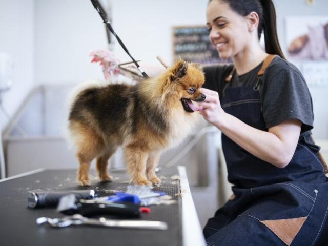 Dog Groomers advertising campaign