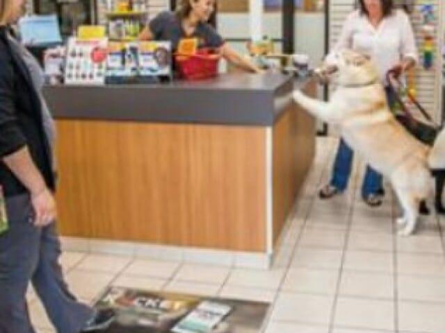 Dog Groomers advertising campaign