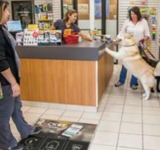 Dog Groomers advertising campaign
